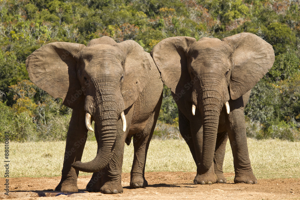 Obraz premium Elephants playing