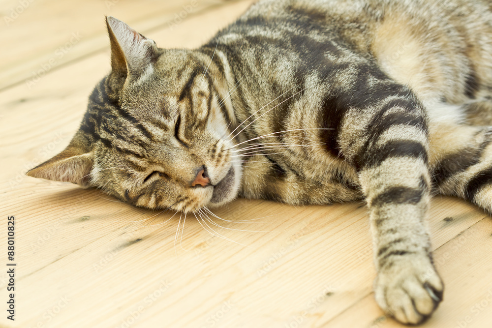 Sleeping cat on a wooden table Sleeping cat on a wooden table
