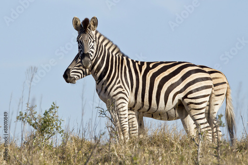 Two zebra © bondsza