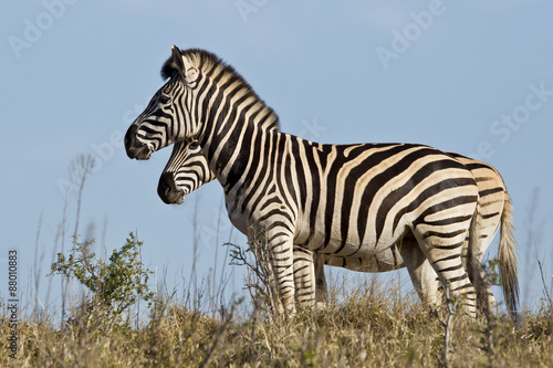 Zebra looking straight ahead