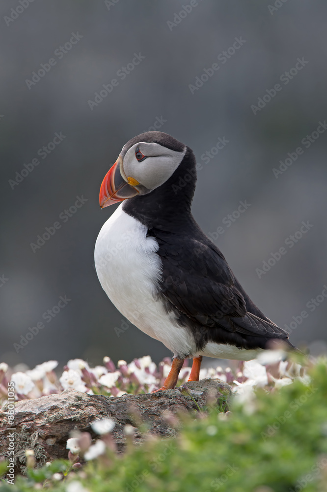 Obraz premium Atlantic Puffin (Alca Arctica)/Puffin amongst the ground cover of The Wick on Skomer Island