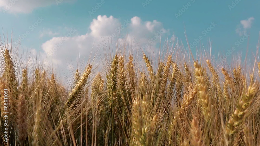 Male farmer hand in wheat crop cultivated agricultural field Male farmer hand in wheat crop cultivated agricultural field