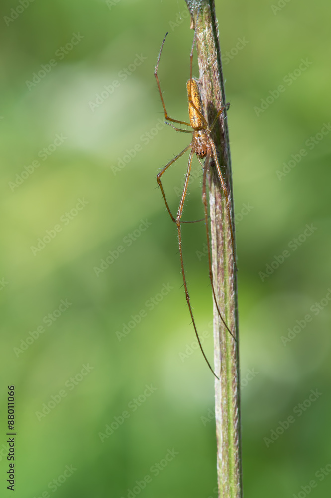 Long Jawed Spider (Tetragnatha Extensa)/Long-Jawed Orb Weaver Spider Long Jawed Spider (Tetragnatha Extensa)/Long-Jawed Orb Weaver Spider