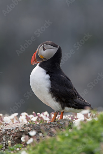 Atlantic Puffin (Alca Arctica)/Puffin amongst the ground cover of The Wick on Skomer Island © davemhuntphoto