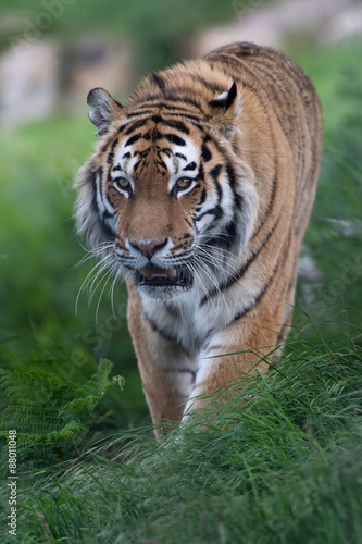 Siberian Tiger (Panthera Tigris Altaica)/Siberian Tiger stalking through long grass