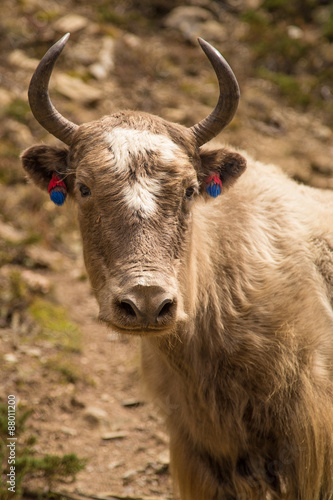 Horned cow with colors