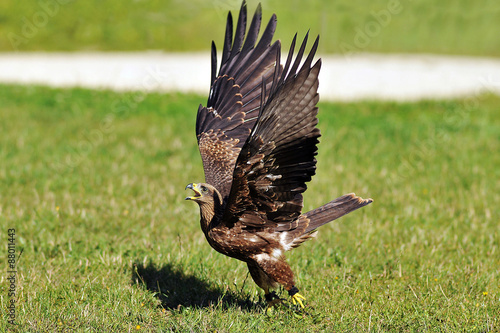 Photos aigle ravisseur