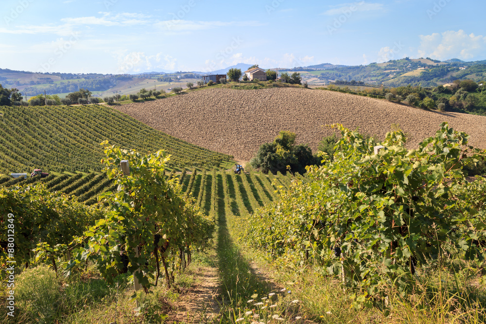 Grape harvesting in Italy