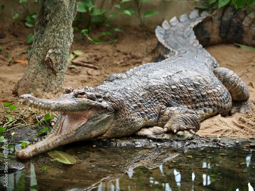 Obraz na płótnie Tomistoma schlegelii w salonie