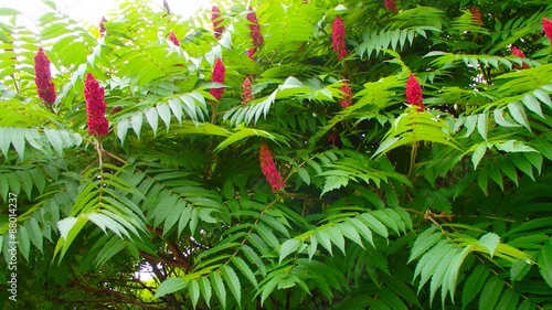 Sumac vinaigrier photo