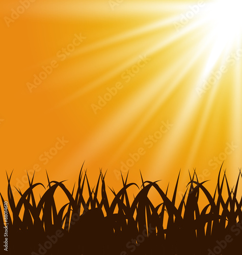 Autumn background with grass and sunlight