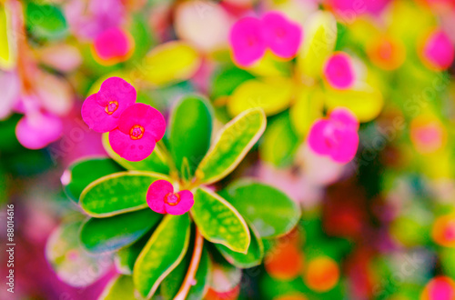 beautifull flower Crown of thorns, Christ Thorn, Euphorbia mill