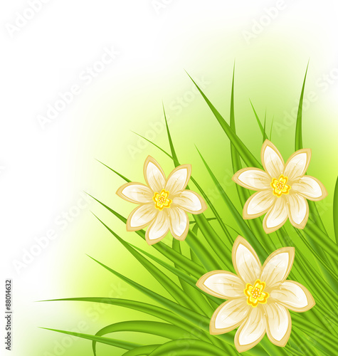 Green grass with flowers, spring background