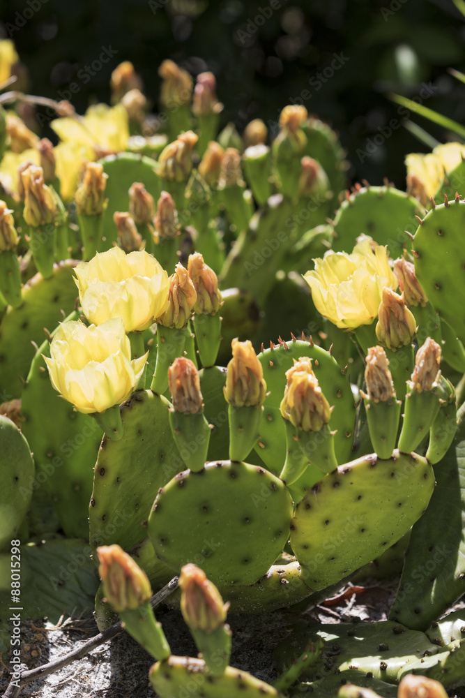 Bees on blossoming cactus flowers. Bees on blossoming cactus flowers.