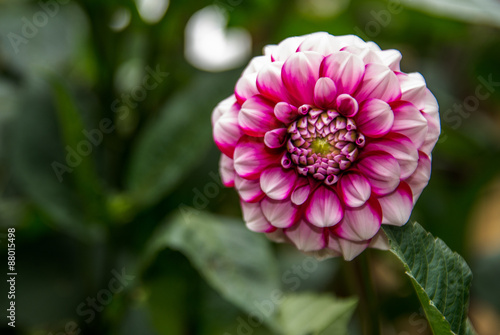 Dalia fucsia
