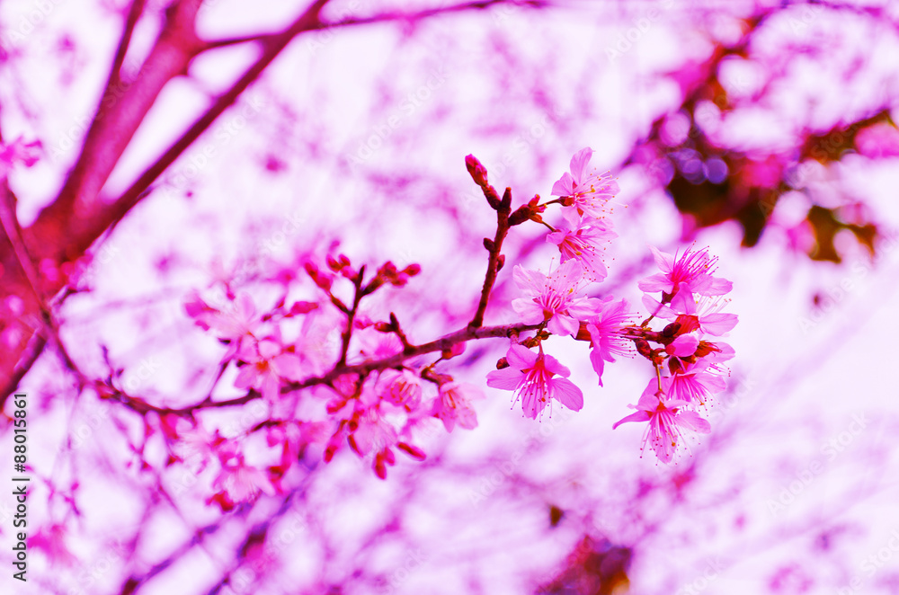 beautifull flower Wild Himalayan Cherry blooming, Prunus cerasoi beautifull flower Wild Himalayan Cherry blooming, Prunus cerasoi