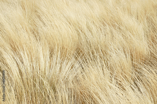 Golden Grass Background / Dried Grass Blowing in the Wind