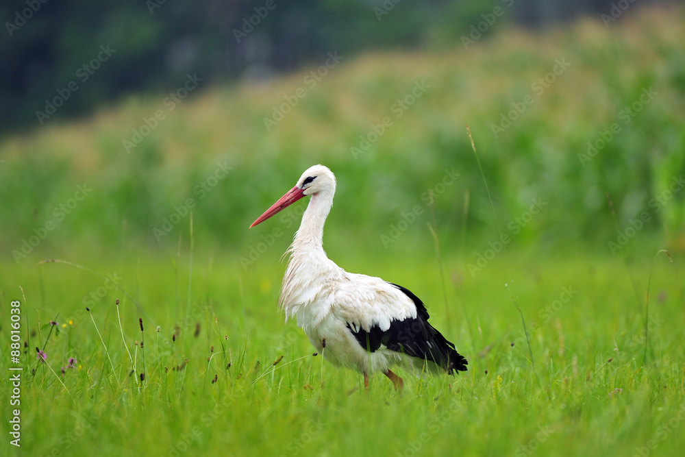 Fototapeta premium White stork