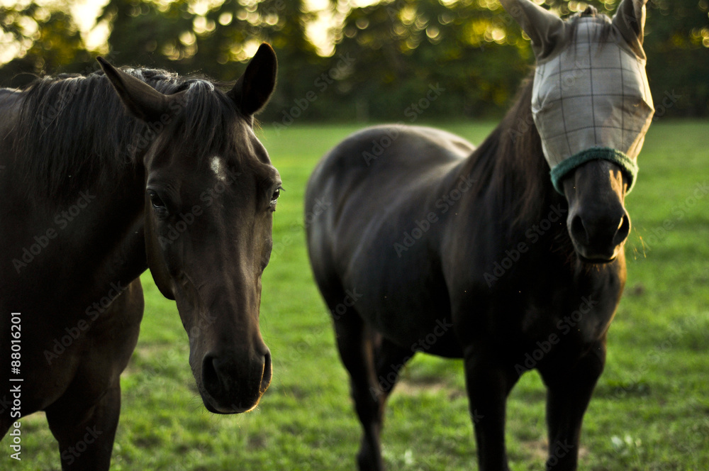 Obraz premium Masked