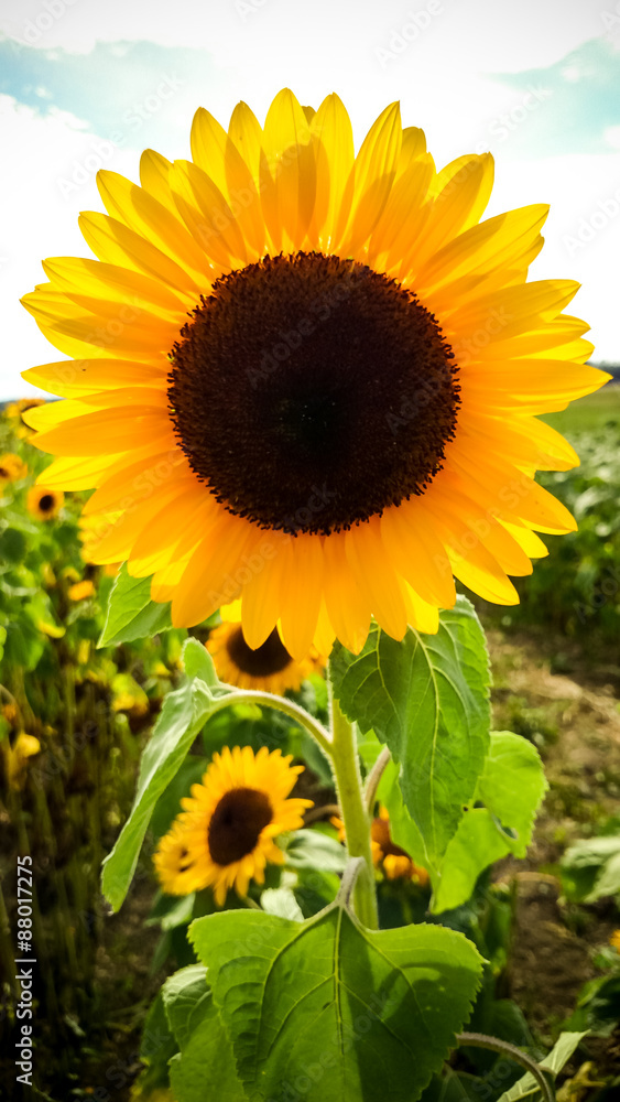 Obraz premium Big sunflower with sunshine