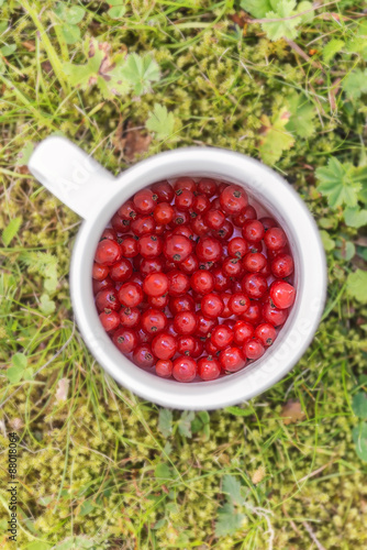 Summer berries red currants...