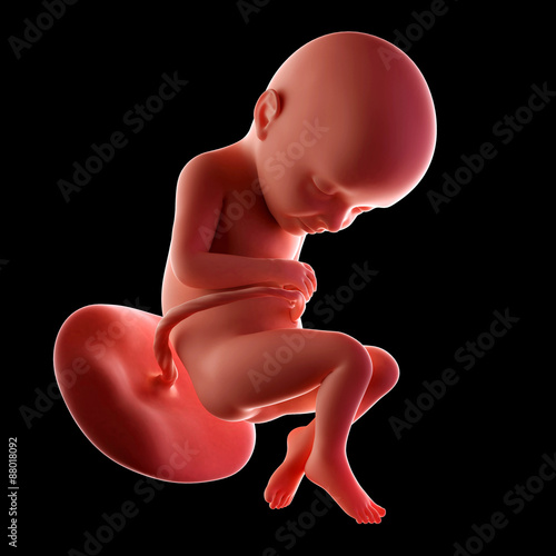 medical accurate illustration of a fetus week 32 photo