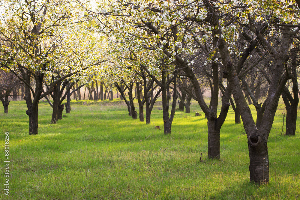 garden trees