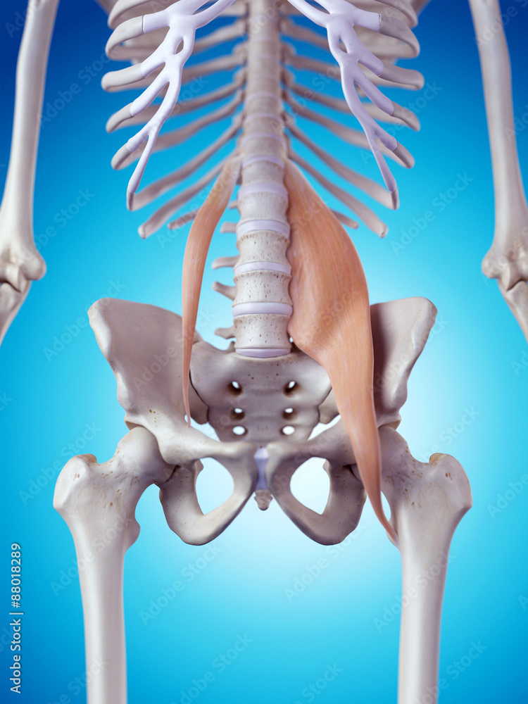 Medically Accurate Illustration Of The Psoas Muscles Stock Illustration