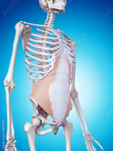 medically accurate illustration of the transversus abdominis photo