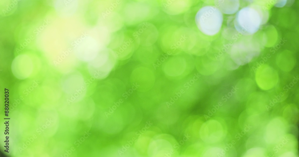 Green leaves swaying with sun light breaking through. Slow motion 120 fps, 4K, DCi. Going in and out of focus. Abstract nature background. Green leaves swaying with sun light breaking through. Slow motion 120 fps, 4K, DCi. Going in and out of focus. Abstract nature background.