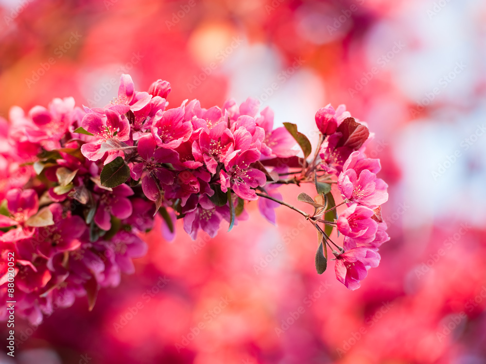 Fotografie purple crab apple blossom