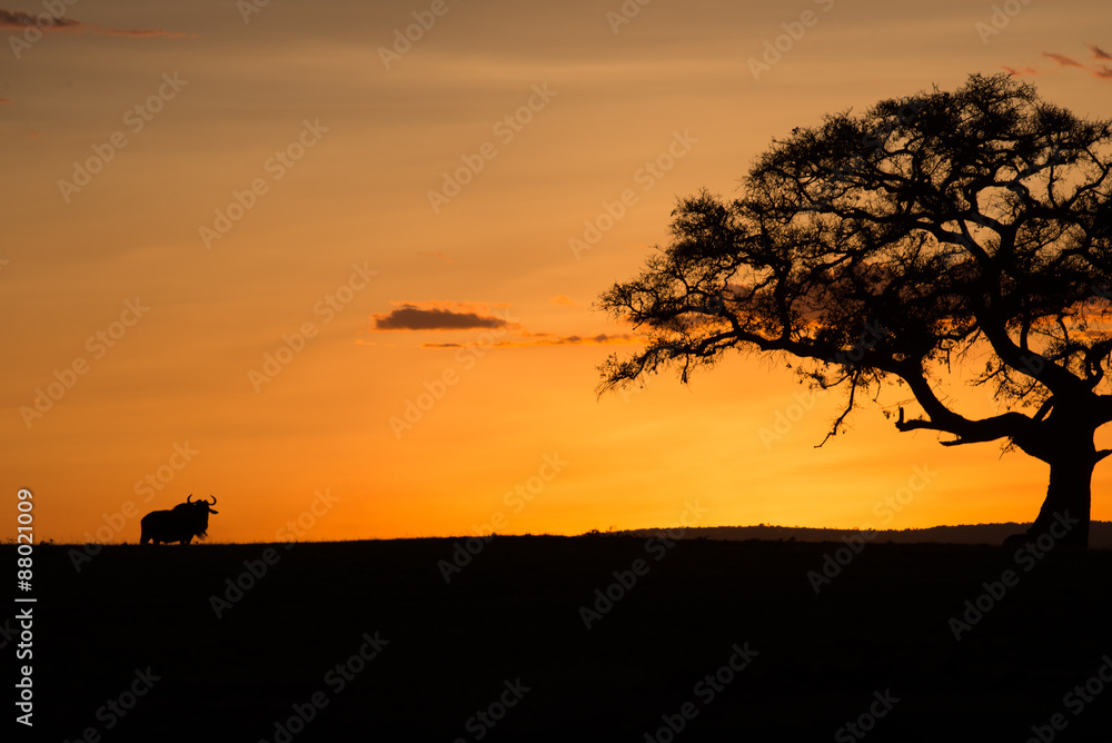 Wildebeast At Sunset