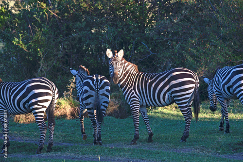 Zebras Grazing Plains