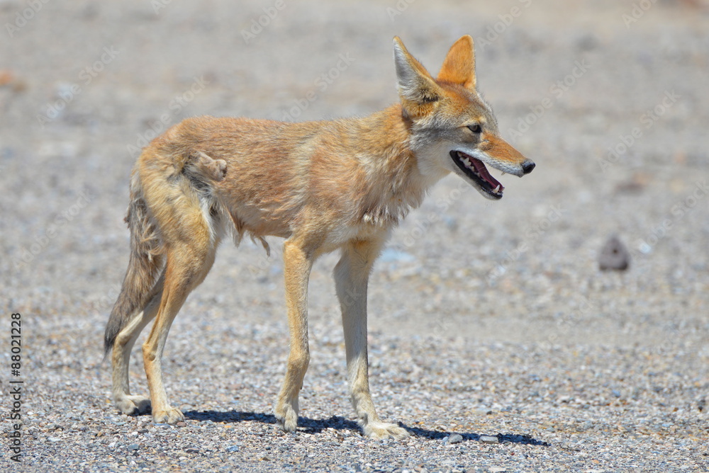 Coyote StockFoto Adobe Stock