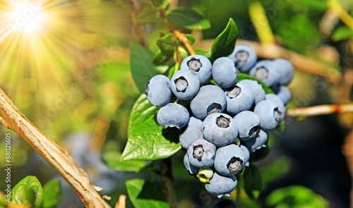 Reife und saftige Heidelbeeren