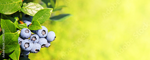 Reife und saftige Heidelbeeren