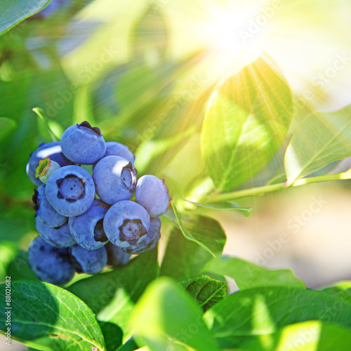 Reife und saftige Heidelbeeren