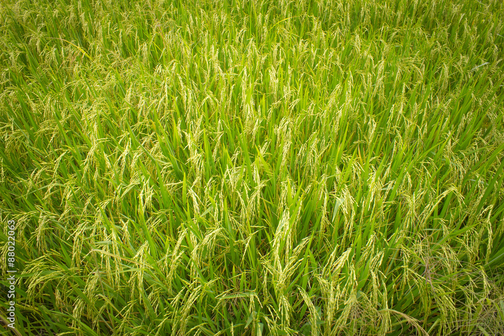Obraz premium Fields of rice grains