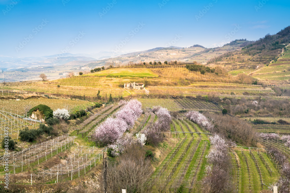 vineyards on the hills in spring, Italy