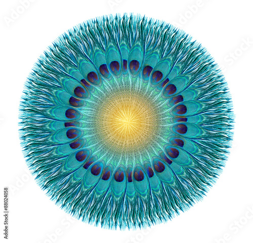 Peacock feathers on white background