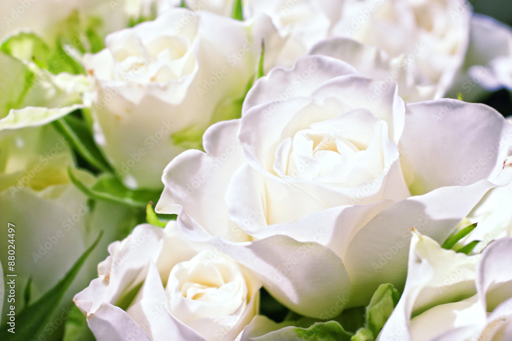 Flowers of white roses