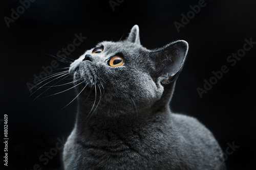 Φωτογραφία snout of cat with dark yellow eyes
