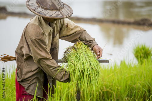 Fototapeta Thai farmer planting rice in the farm.
