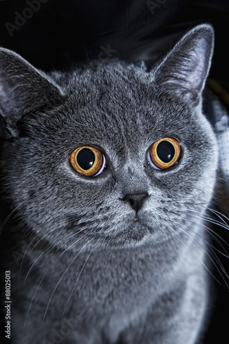 muzzle of British gray cat close up