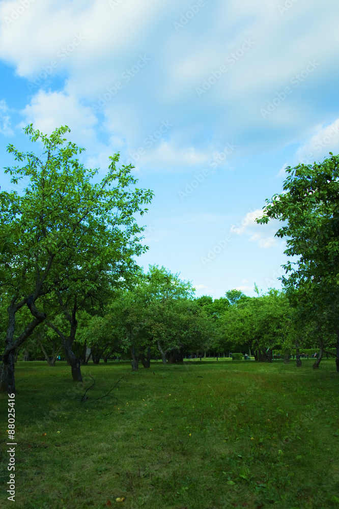 forest and meadow against the blue sky forest and meadow against the blue sky