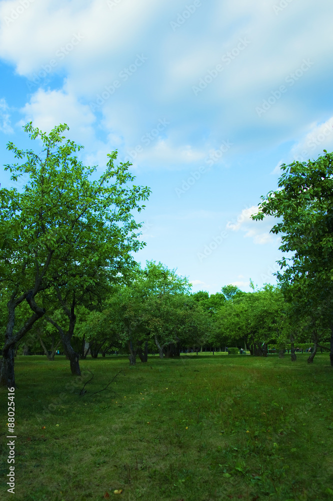 forest and meadow against the blue sky