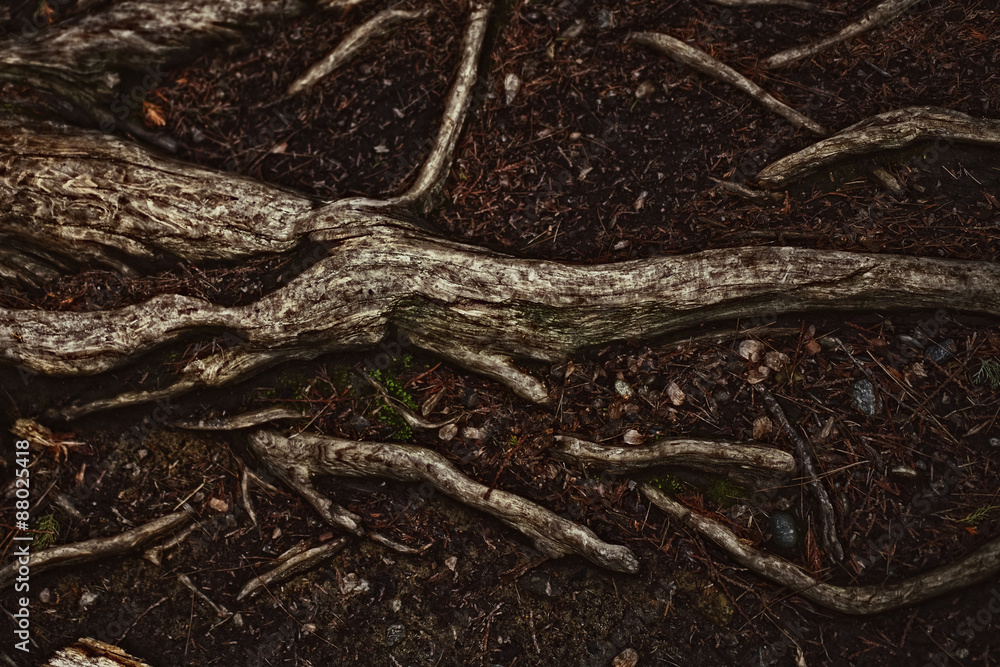 Fototapeta premium tree roots on the soil closeup