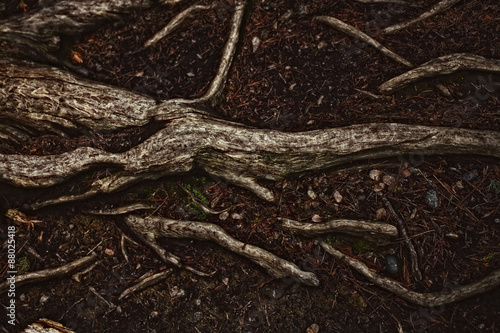 Canvas Print tree roots on the soil closeup