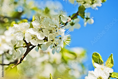 White flowers of apple trees against the blue sky © korionov