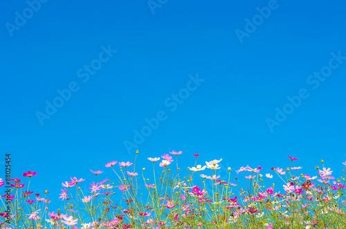 Cosmos flowers in the garden on blue sky © sakchaiphoto